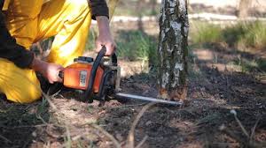 Best Fruit Tree Pruning  in Berkley, CO