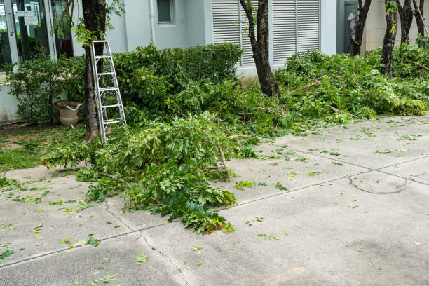 How Our Tree Care Process Works  in Berkley, CO