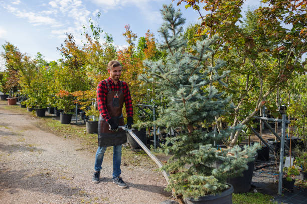 Best Lawn Watering Services  in Berkley, CO